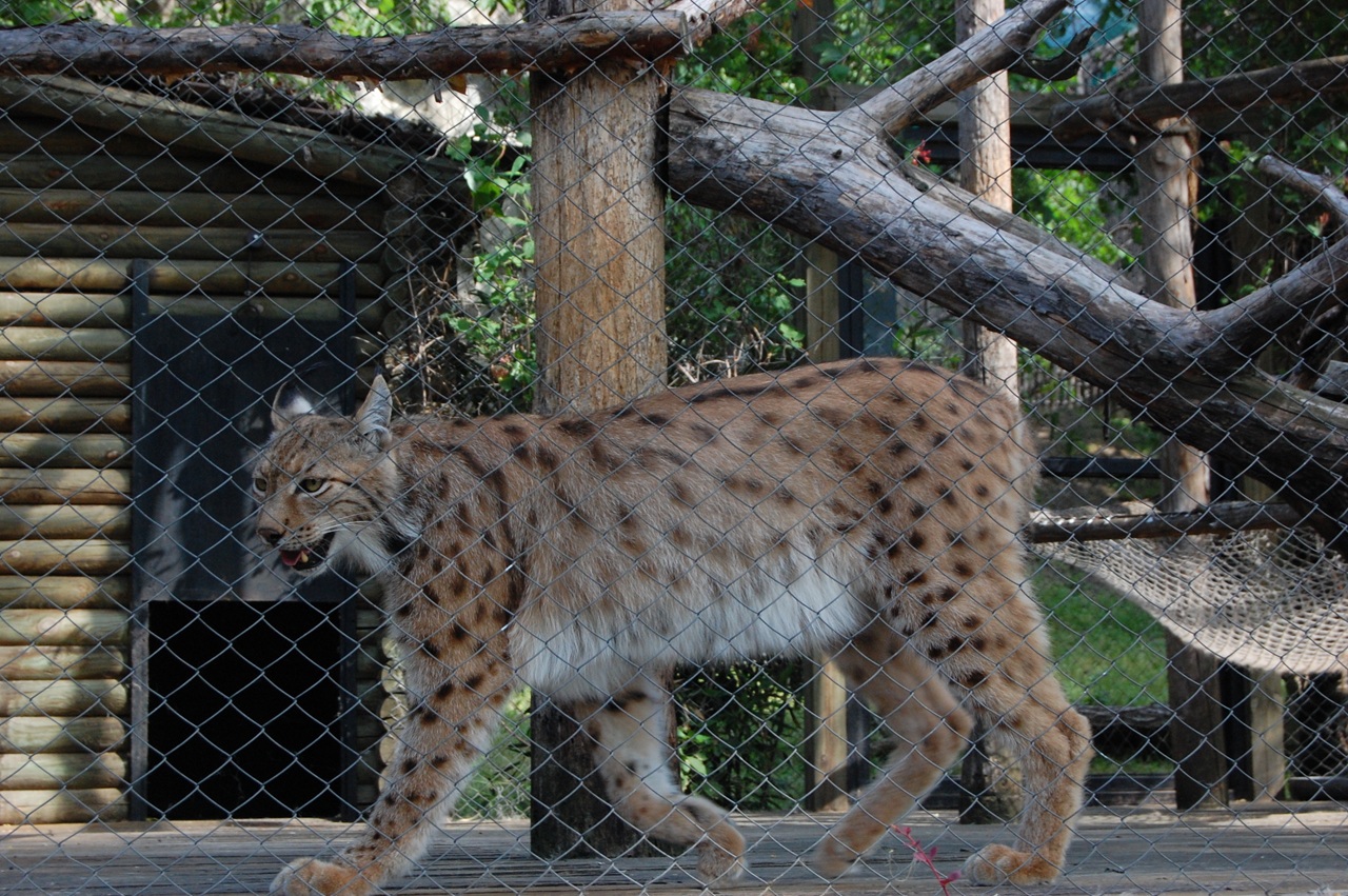 Activitatea grădinilor zoologice va fi reglementată de o lege nouă 