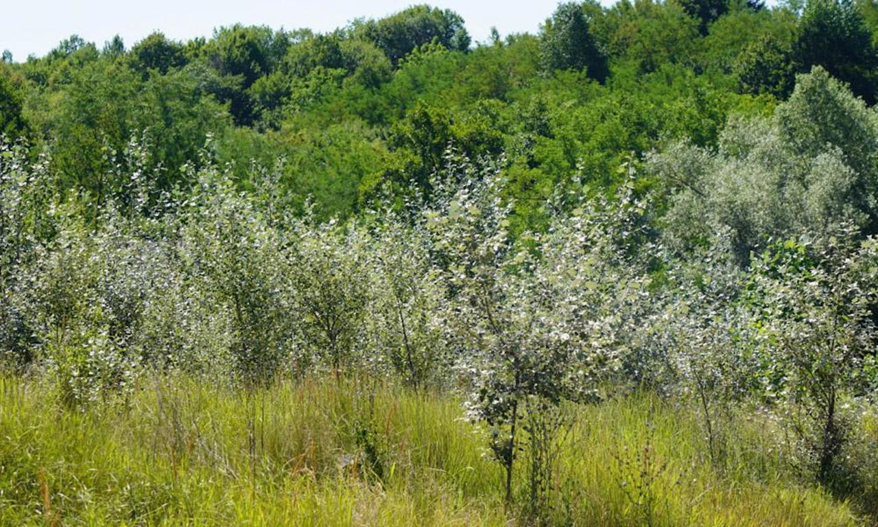 Procesul de înființare a pădurilor pe proprietăți private, impulsionat odată cu intrarea în vigoare a noului Cod silvic