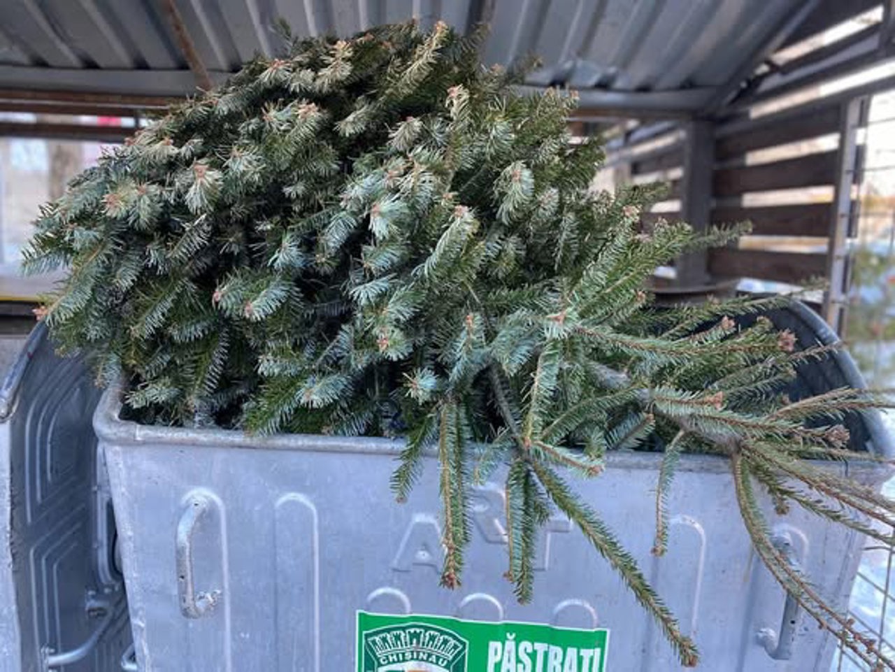 Brazii care au înfrumusețat, de sărbători, locuințele chișinăuienilor vor fi transformați în îngrășământ: îndemnul autorităților