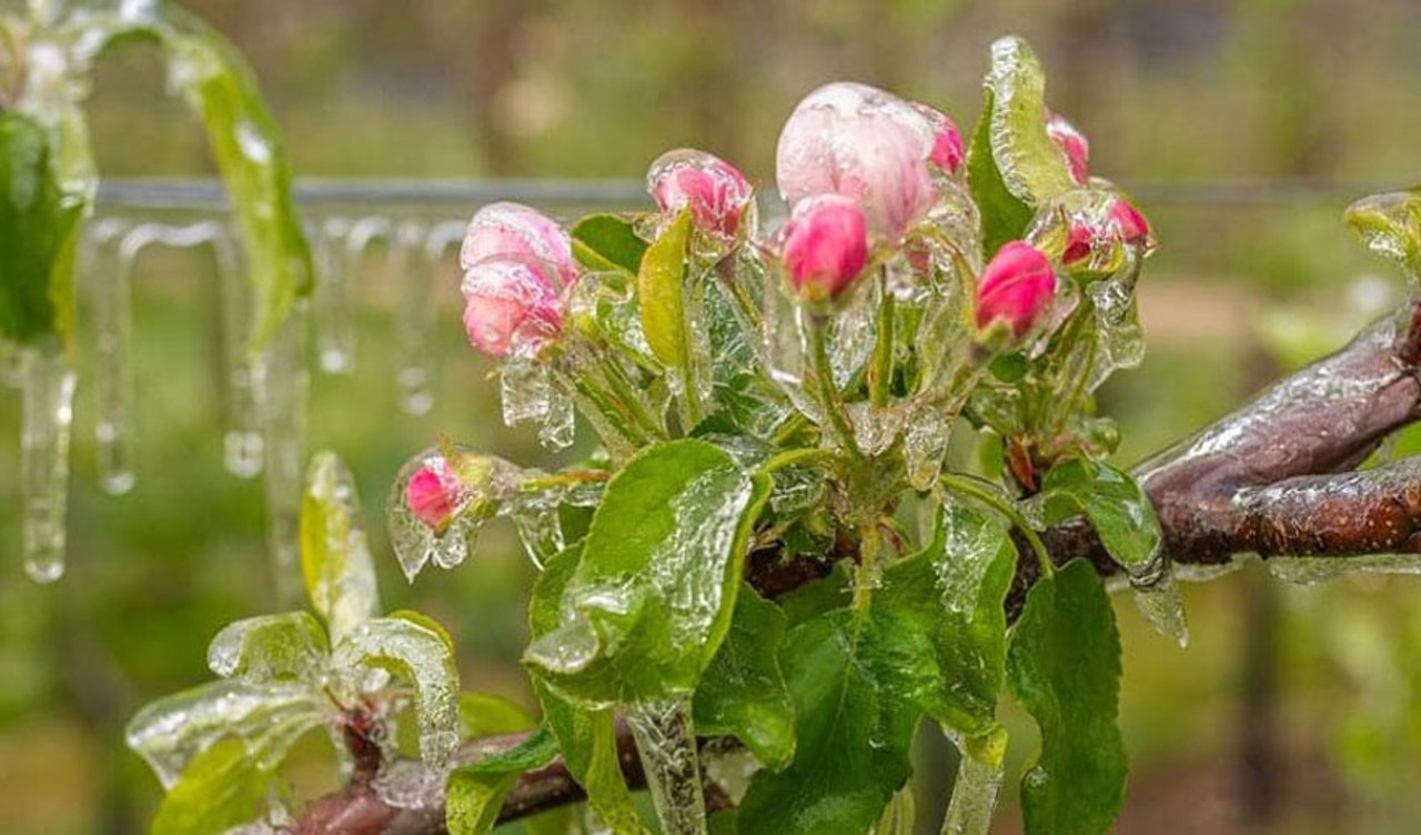 Aprilie capricios, cu înghețuri, ploi și temperaturi scăzute. Meteorologi: „Este o normalitate”