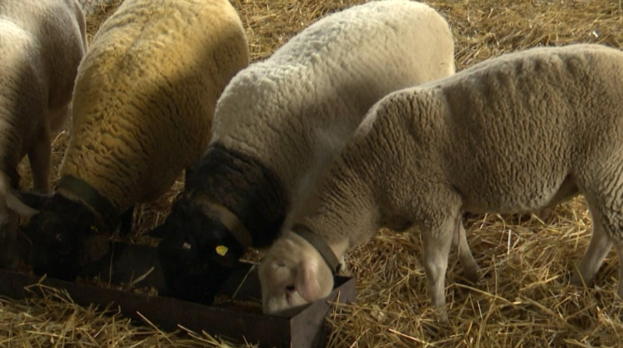 Granturi de până la un milion de dolari pentru fermierii din zootehnie