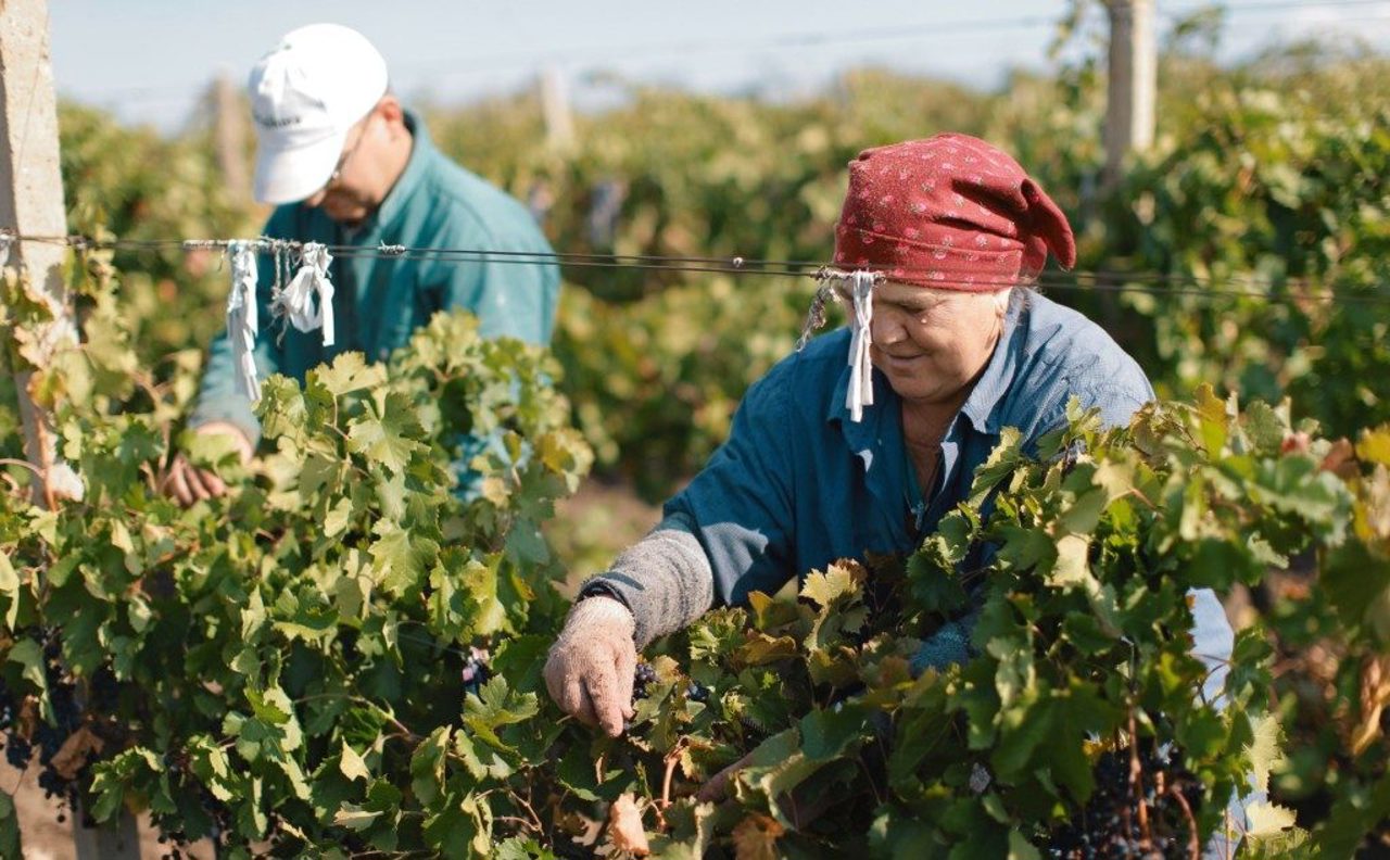 Vouchere digitale pentru zilierii din agricultură: „Nu suntem siguri că vor avea mari beneficii”