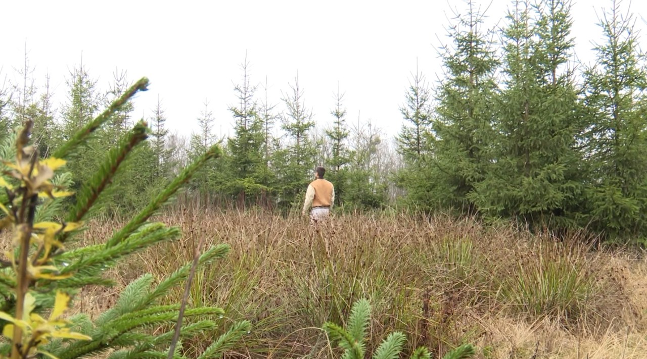 Cumpărătorii, în căutarea pomului de Crăciun. Prețurile pentru brazii naturali ajung la două mii de lei 