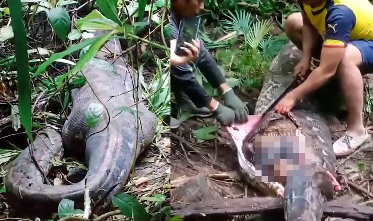 Indonesian Woman Found Inside Python After Disappearing