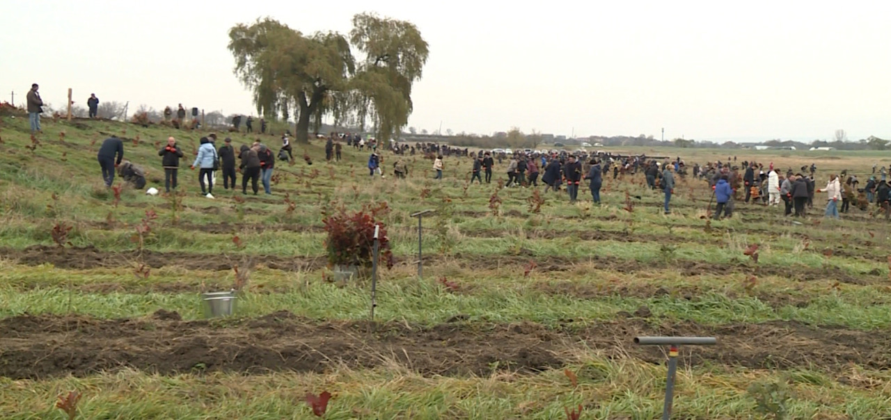 Parlamentarii, chemați să se alăture campaniei de împădurire care va fi lansată pe 15 noiembrie