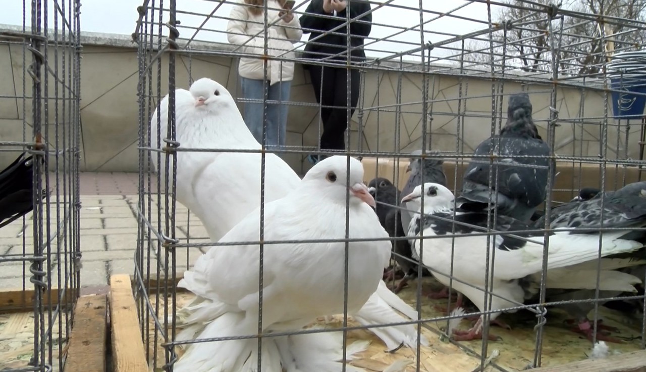 Hundreds of breeders gather for animal show at Moldova's Soroca Citadel