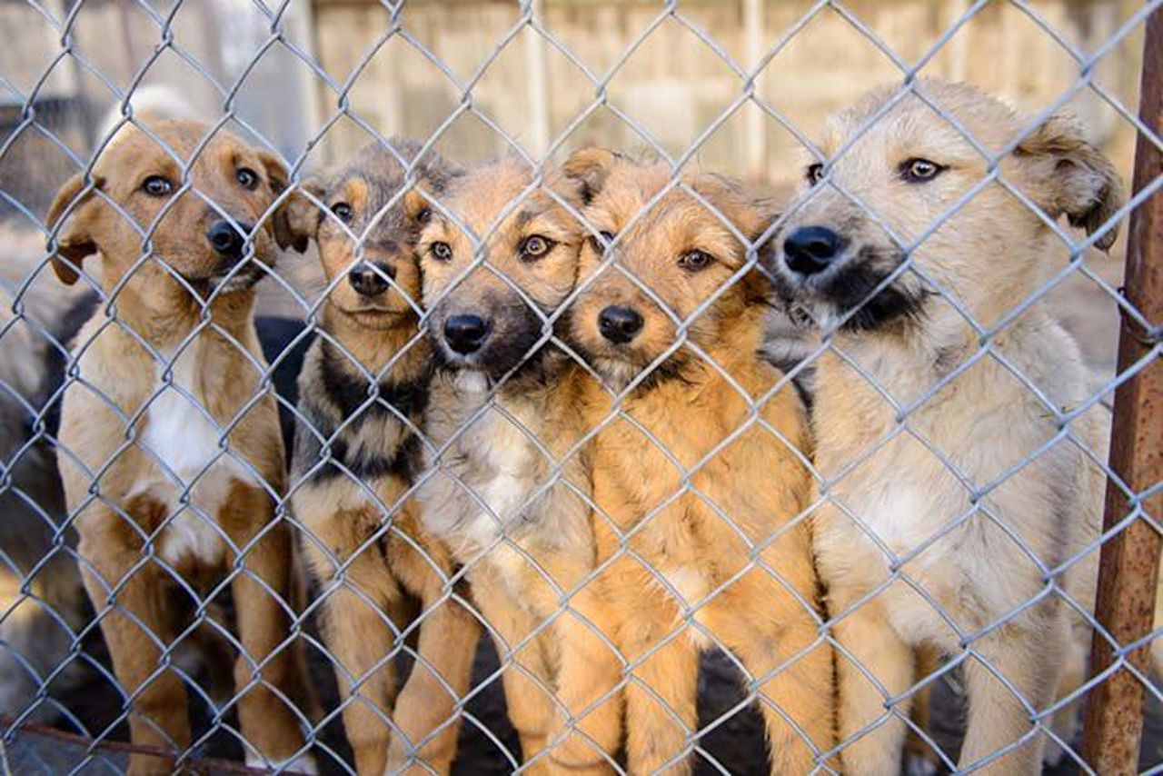 Voluntarii Fundației Laika schimbă viața câinilor fără stăpân