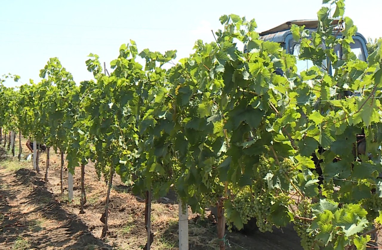 Vii și livezi de pruni din Ștefan Vodă, afectate de secetă. Agricultorii sunt nevoiți să procure apă