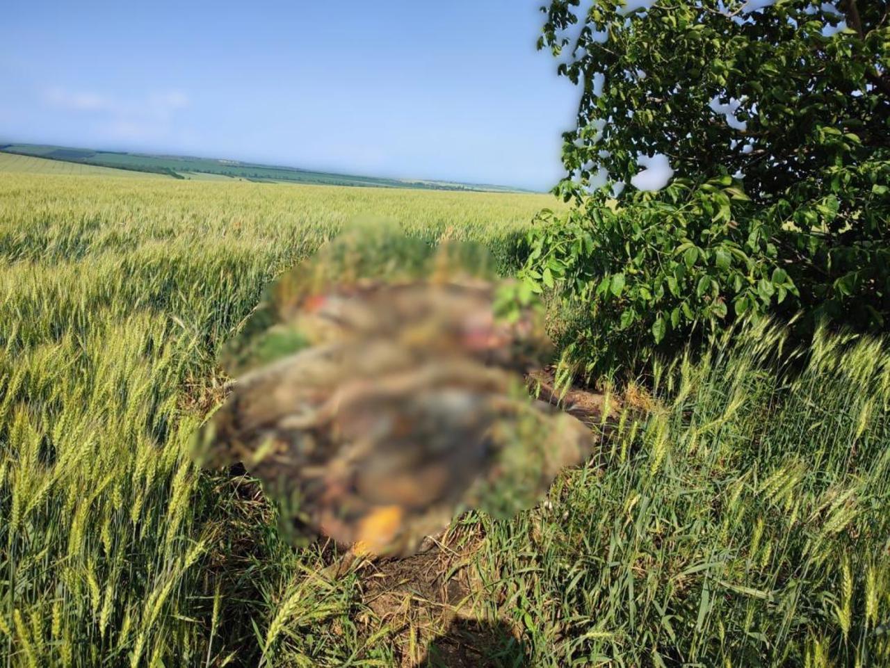 African Swine Fever hits Moldova's Drochia district