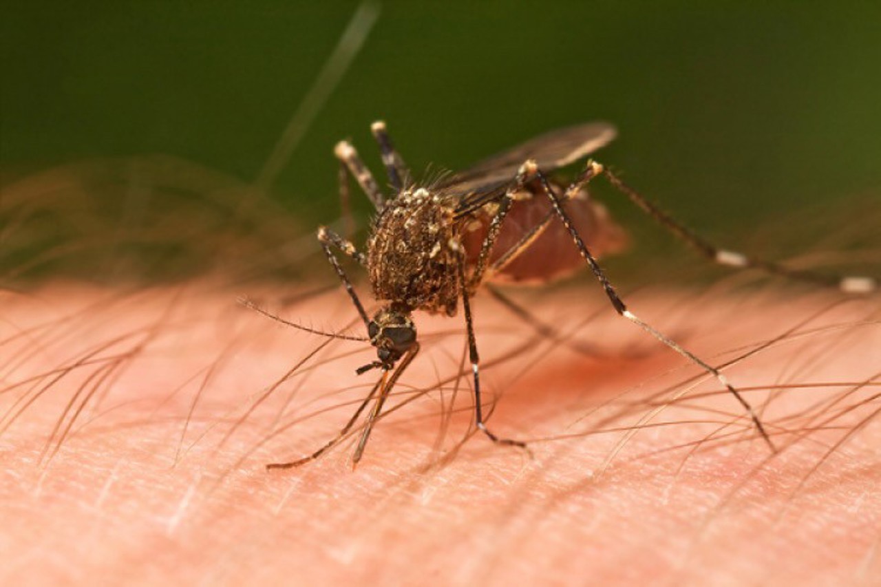 Un caz de malarie, înregistrat în R. Moldova. ANSP: Bărbatul nu a administrat tratamentul specific
