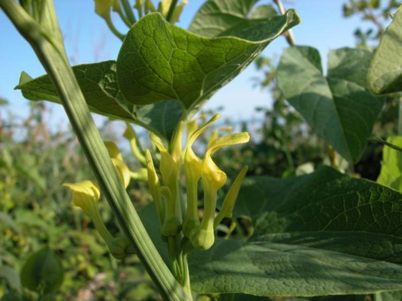 Măsuri noi pentru protejarea biodiversității: Control mai strict al speciilor invazive 