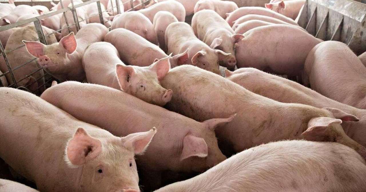 Fermele de porci din Roșcani și Cimișeni și-au reluat activitatea după eradicarea focarelor de pestă porcină 