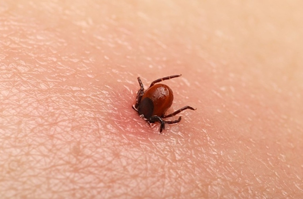 Risc sporit de înțepături ale căpușelor: Primele semne caracteristice ale bolii Lyme 
