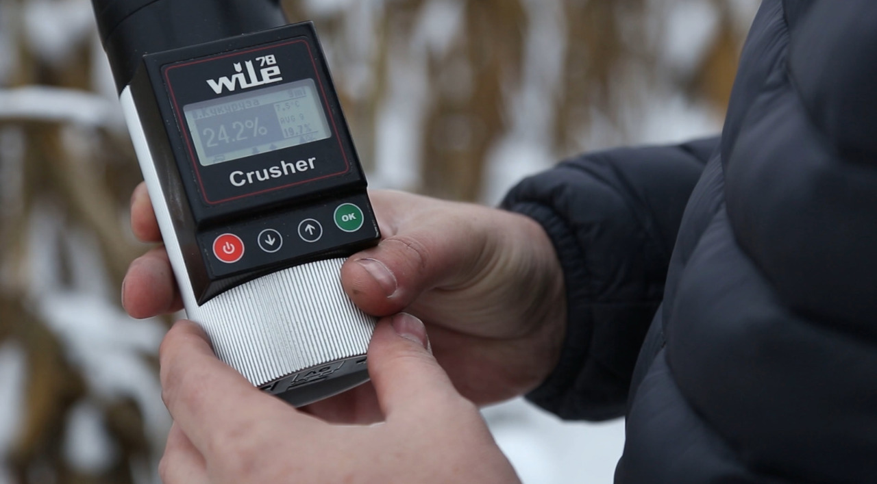 Porumb nerecoltat în raionul Drochia: pierderi de până la 40% pentru agricultori