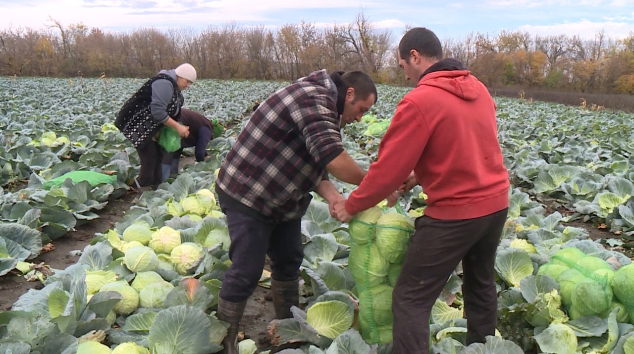 Trei frați agricultori din Puhăceni au ales să muncească acasă: „Un lucru cu multe piedici, dar există și câștiguri”  