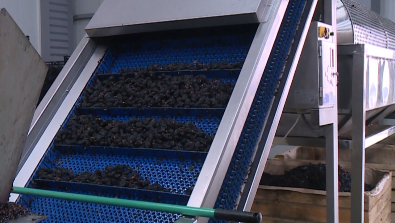 Un tânăr din R. Moldova - exemplu de inițiativă și curaj în domeniul agricol   