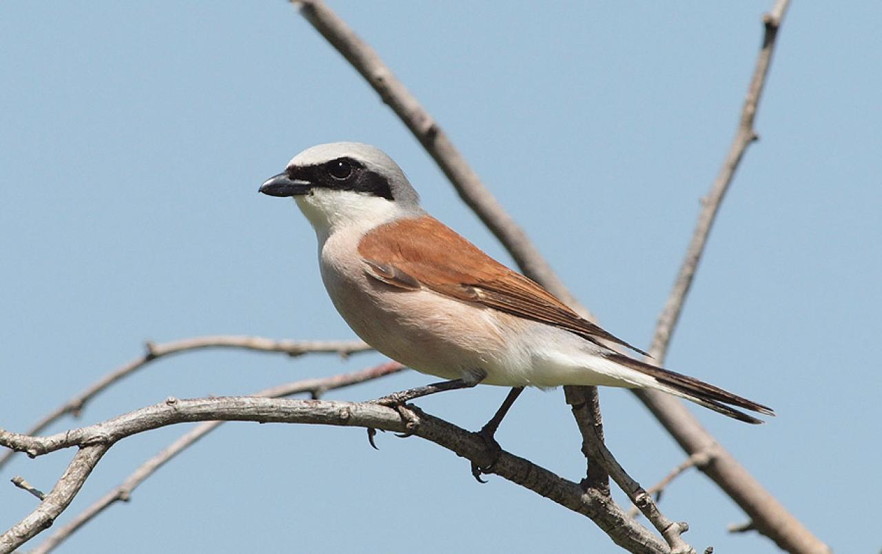 Șorecarul, coțofana sau sfrânciocul roșiatic: Societatea pentru Protecția Păsărilor și a Naturii caută „Pasărea Anului 2026”