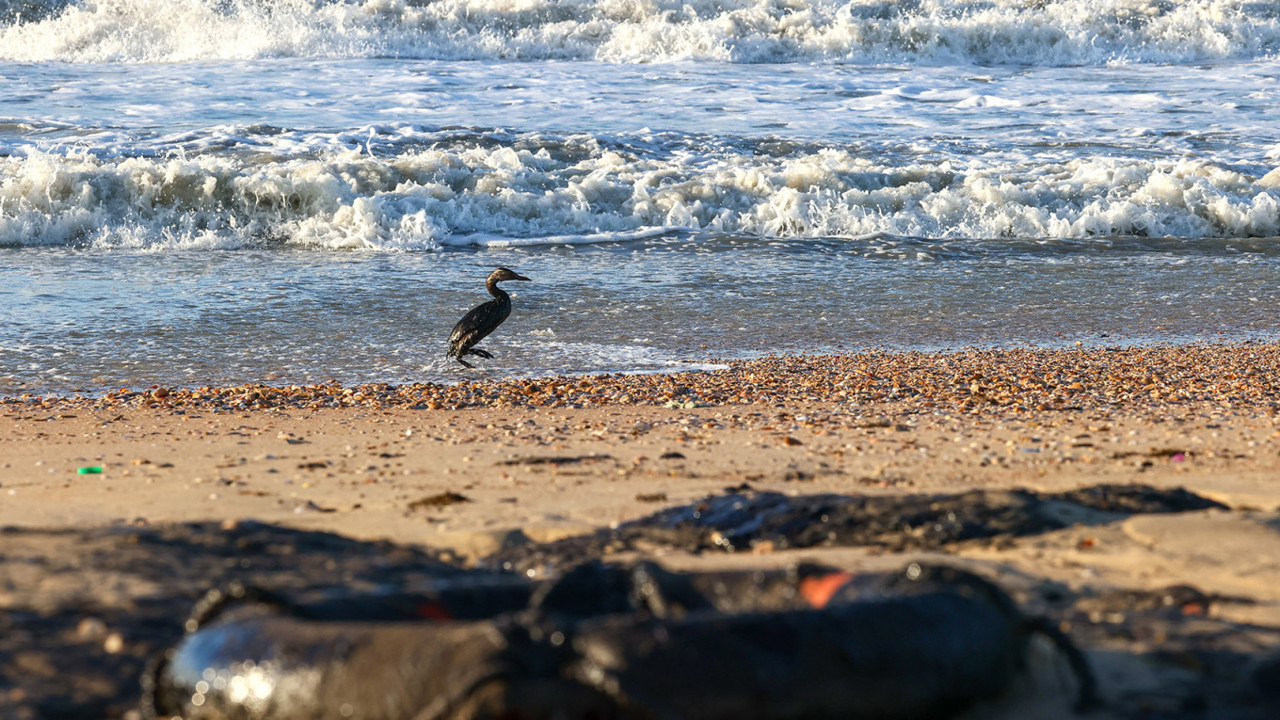 Wildlife fatalities expose failing remediation efforts in oil-polluted Black Sea resorts