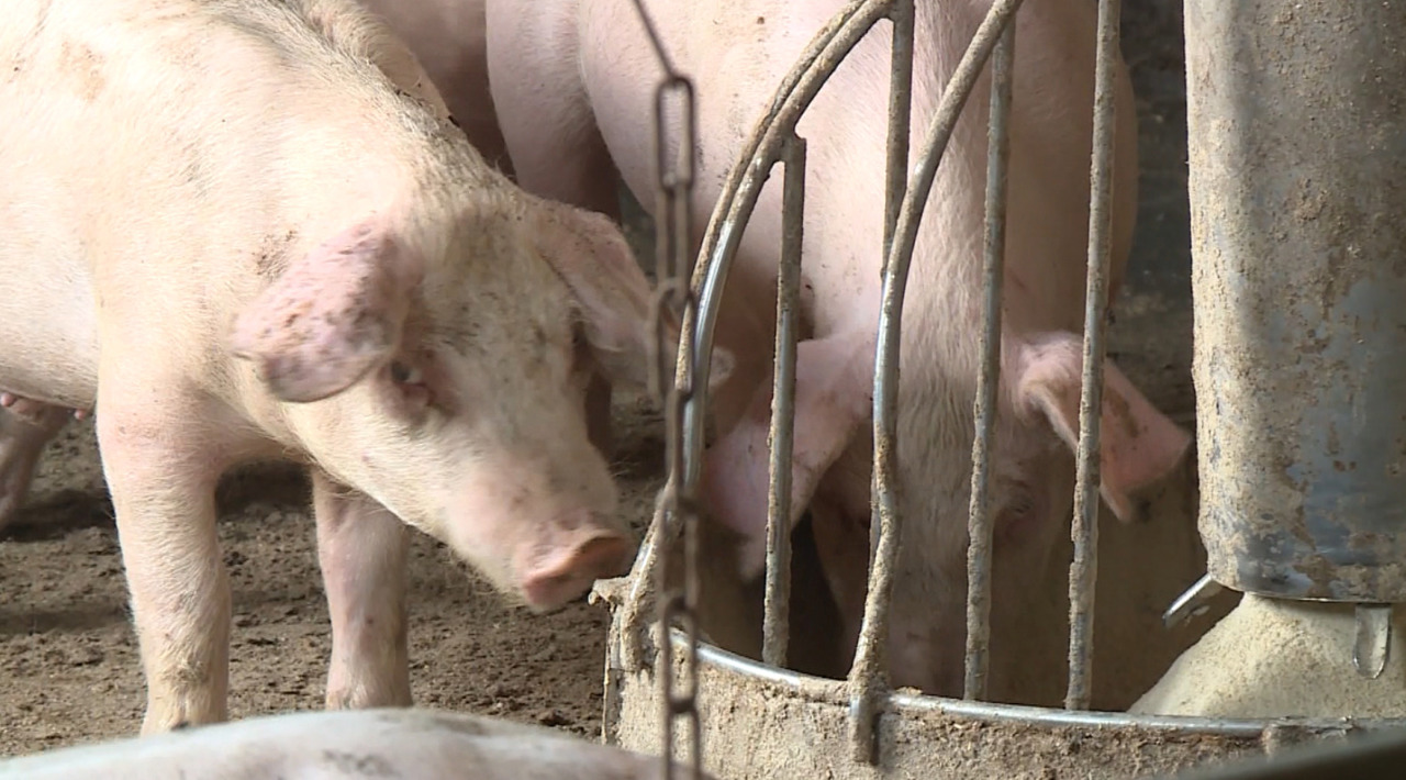 A lăsat străinătatea pentru satul natal: Povestea fermierului care crește sute de porci