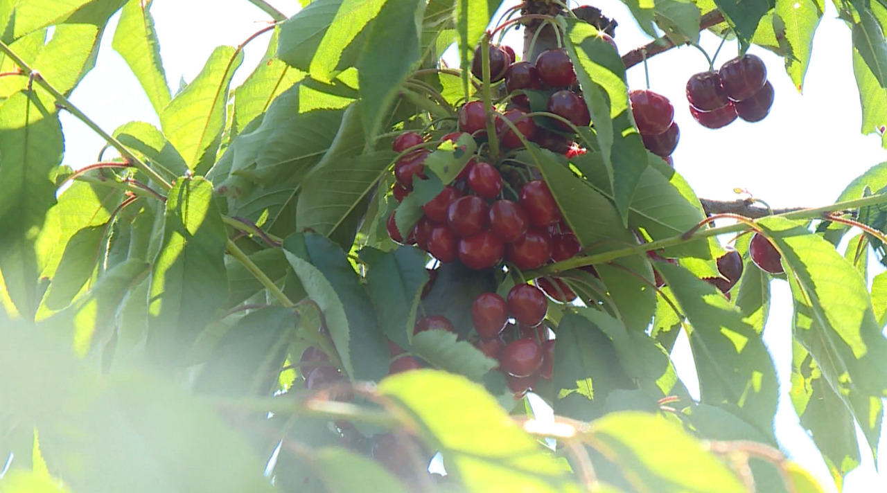 Moldovan orchard counters climate risks with solar power and automation