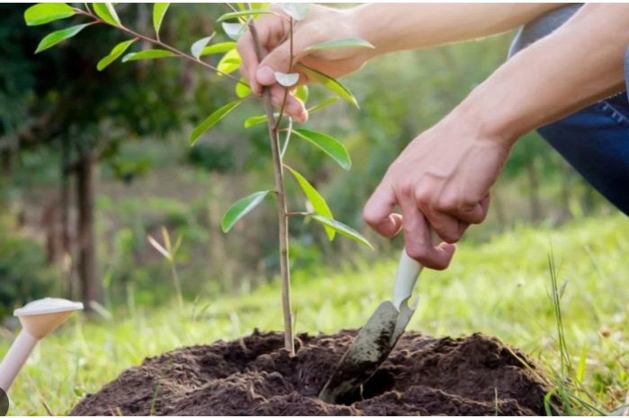 Programul Național de Împădurire continuă și în acest an: Peste 4200 de hectare de păduri plantate în 2023