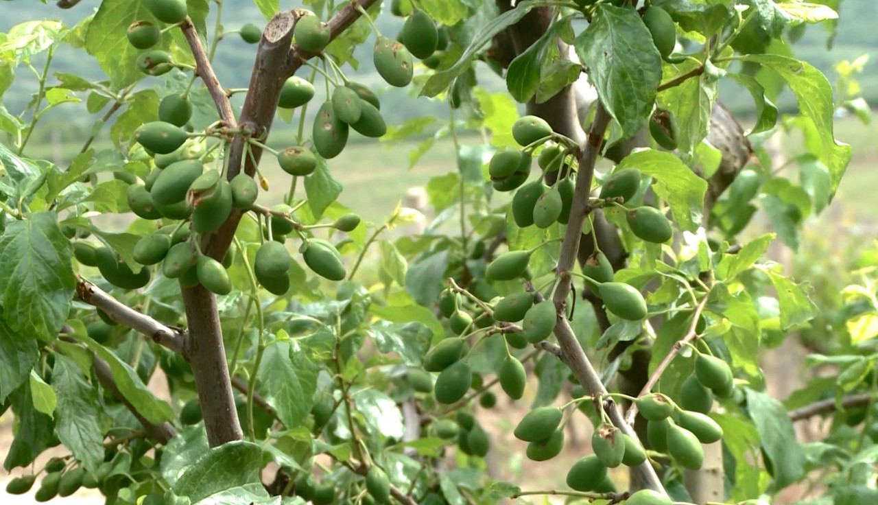 Agricultorii din Sadova au suferit pagube uriașe după ploile din 22 mai: „Dacă erau rachete antigrindină, era să fie totul frumos”