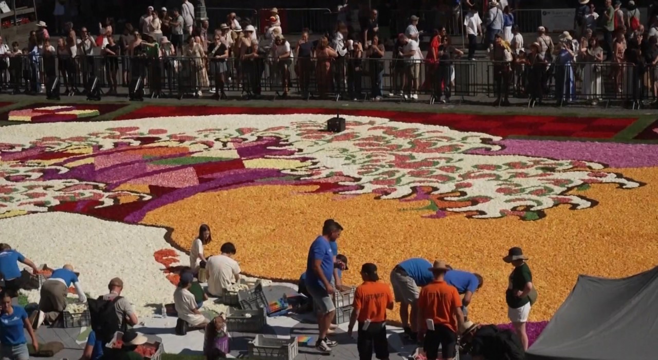 Un covor floral uriaș de 70 de metri „îmbracă” piața Grand Place din Bruxelles