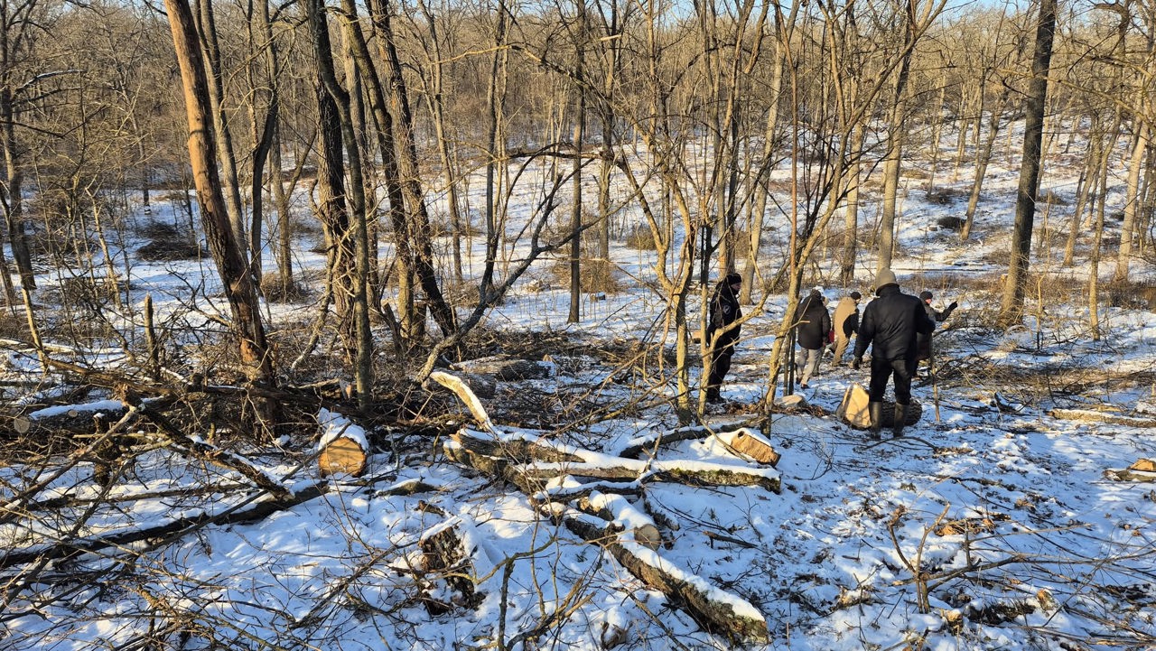 Peste 1.000 de arbori tăiați ilegal la Ghidighici: prejudiciul depășește jumătate de milion de lei