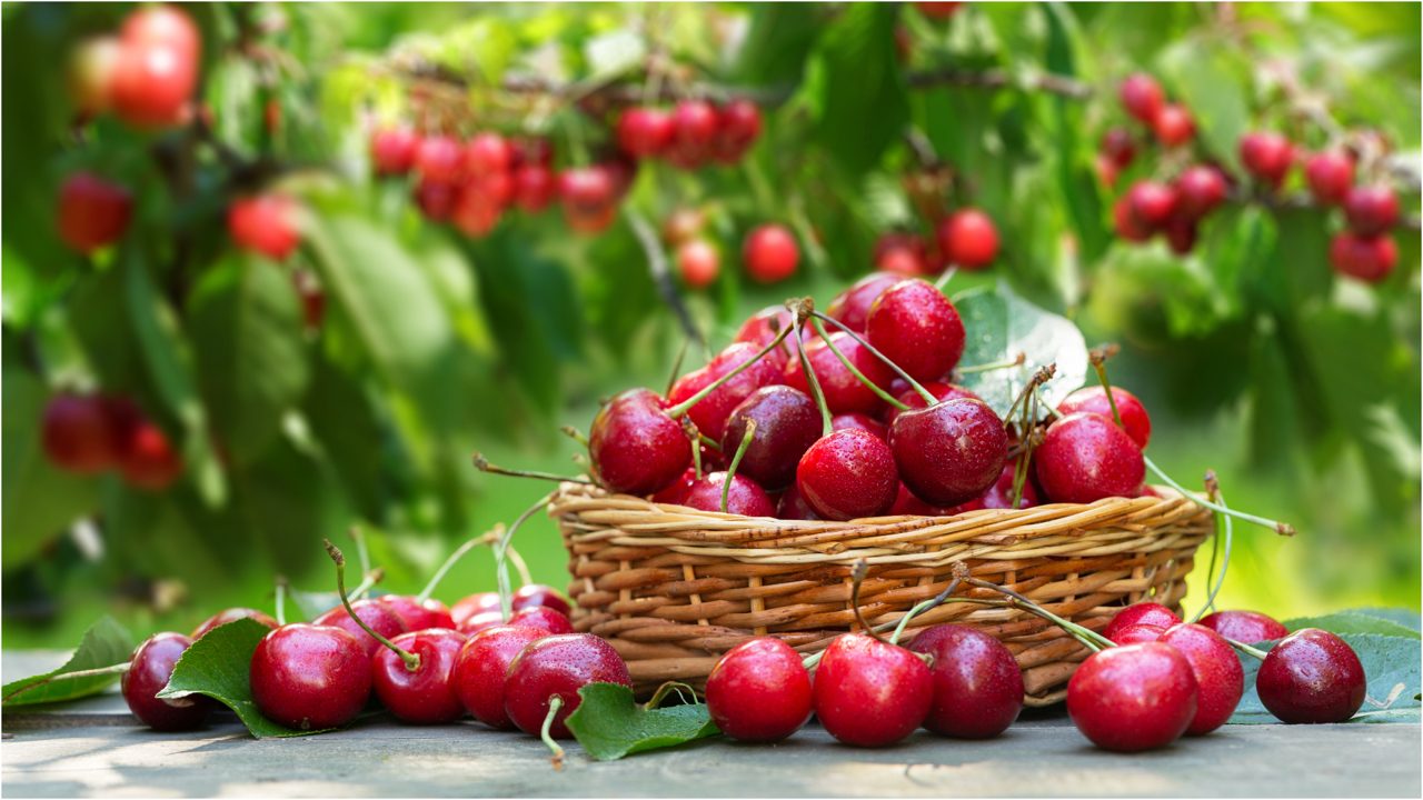 Moldovan cherries boom in EU despite smaller harvest