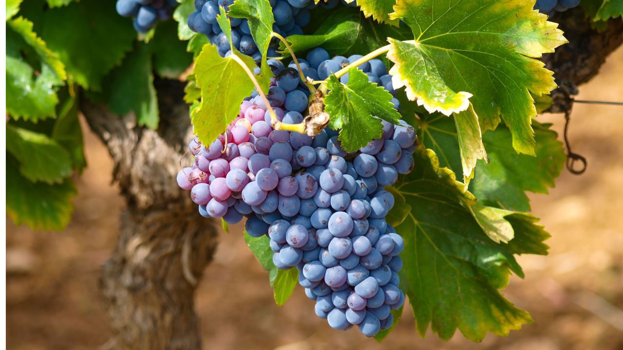 Moldova's grape exports grow by 17% in value and 21% in volume