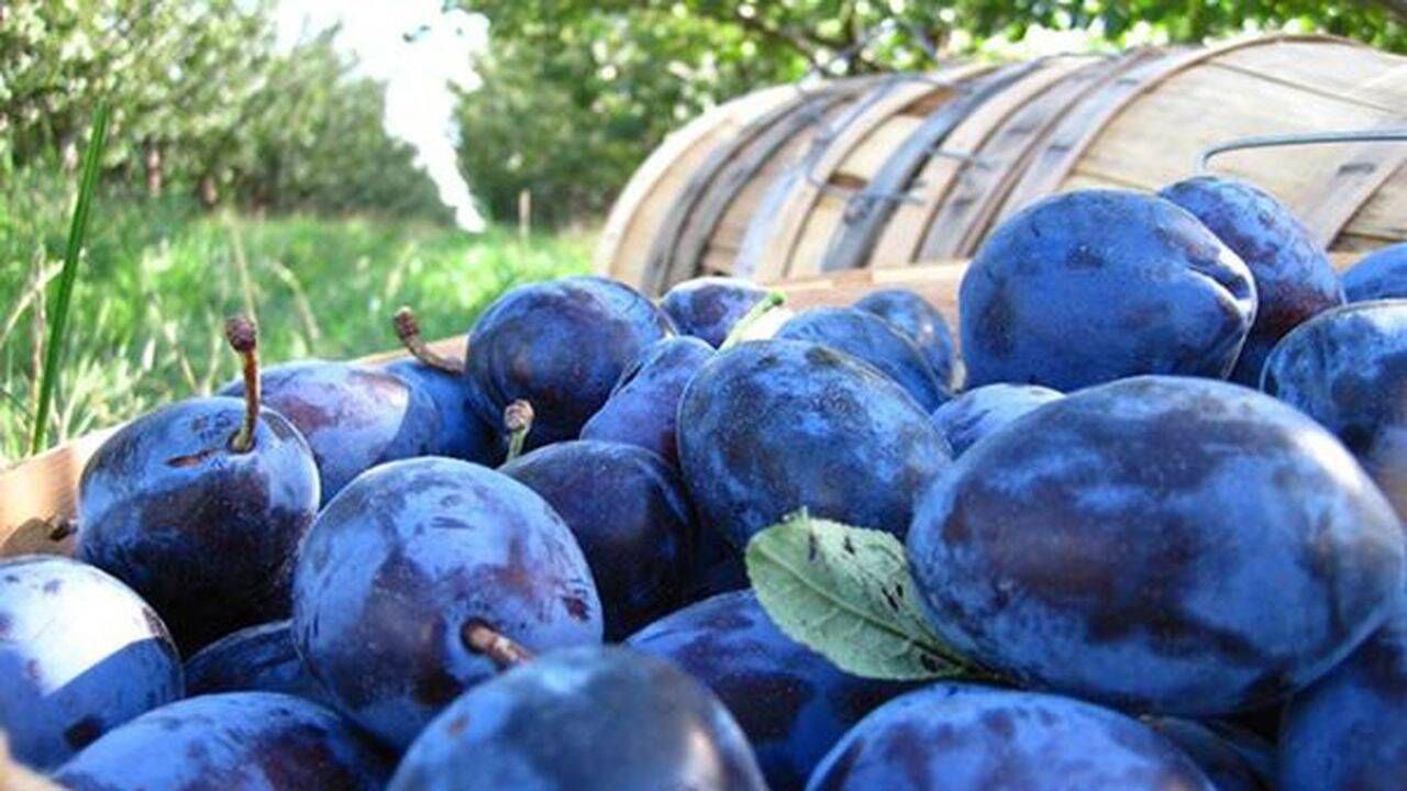 How AI sorting technology is securing Moldova’s plum export quality