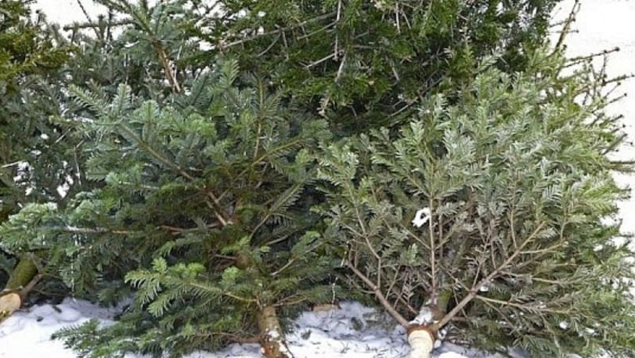 Ion Ceban: Brazii naturali pe care locuitorii capitalei i-au folosit pe parcursul sărbătorilor de iarnă, vor fi reciclați