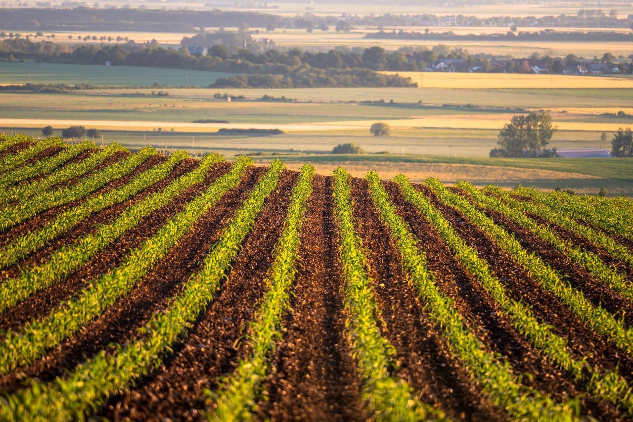 Over 280 farmers applied for emergency farm loans. Most of them – from Cantemir and Edineț