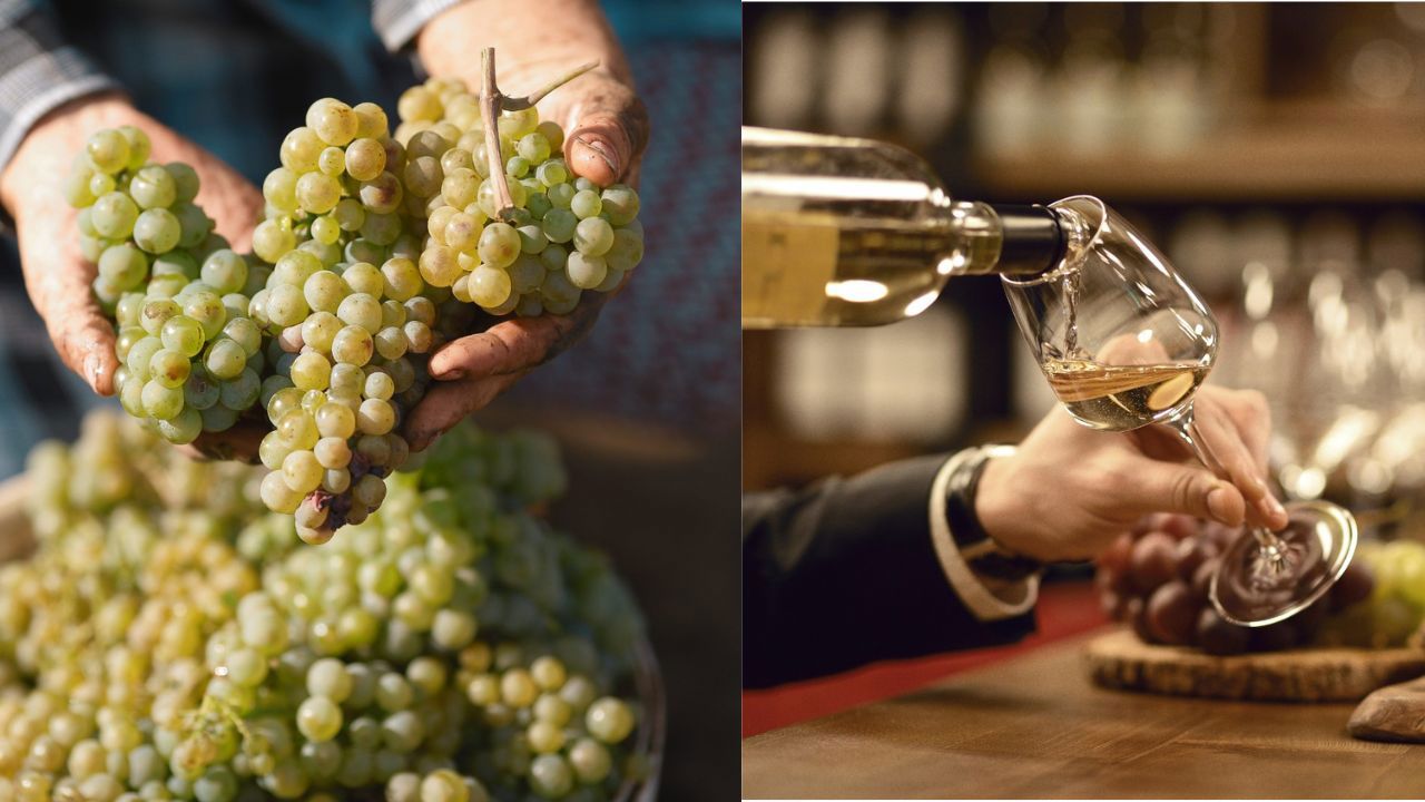 Moldova's wine exports soar 34% in first 7 months of 2023