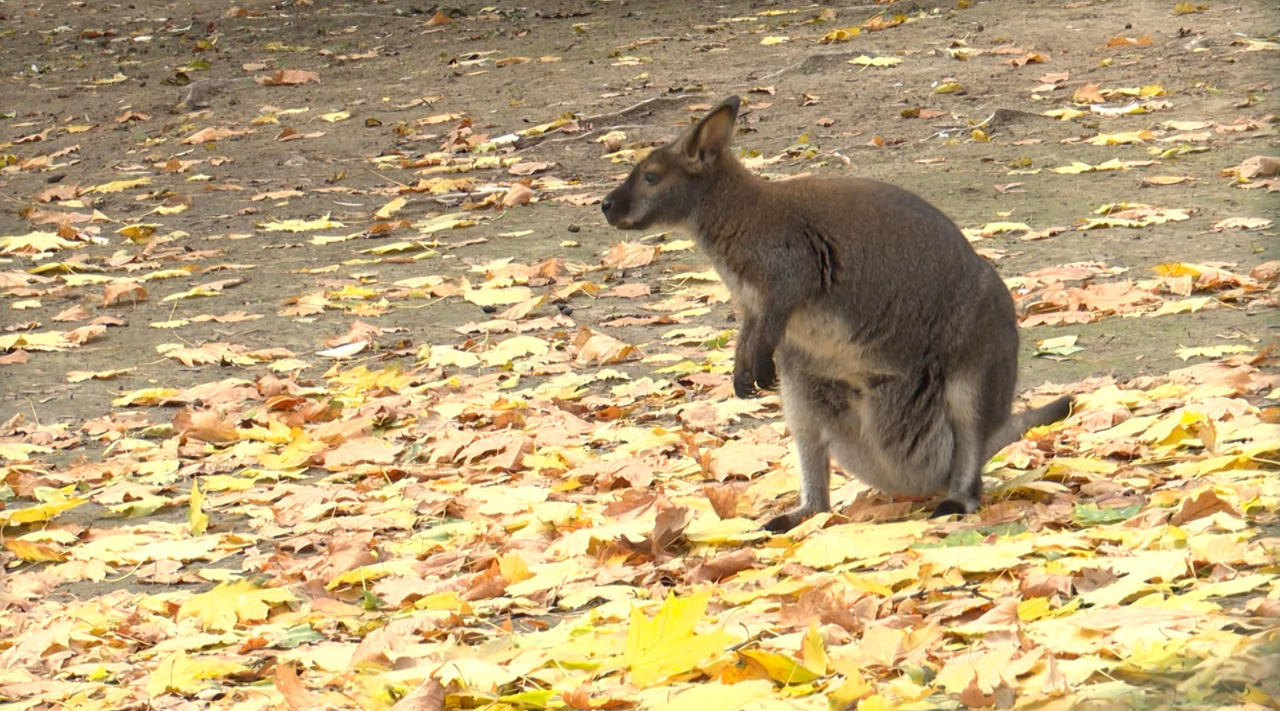 Meet the new residents: Kangaroo joey and meerkat pup delight visitors in Chișinău