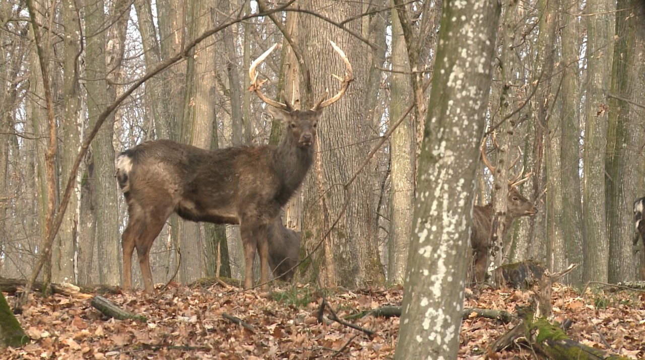 Rezervațiile naturale din țară sunt practic „invadate” de cerbi. Aceștia aduc pagube semnificative pădurilor, dar și oamenilor din apropiere