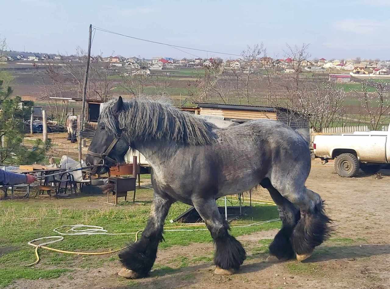 Ferma De Cai Din Satul Mereni O Adevărată Atracție Turistică