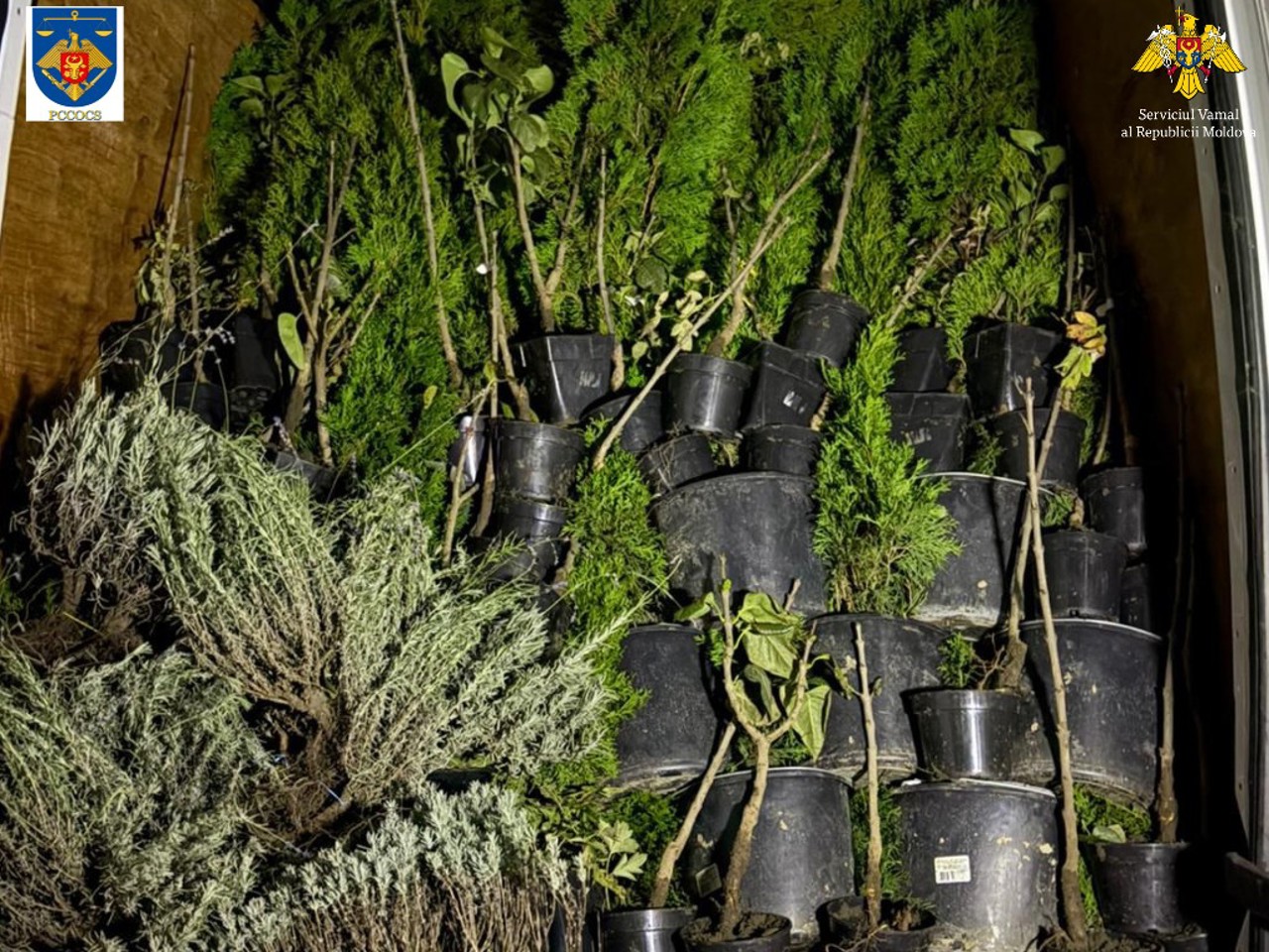 Țigări ascunse printre puieți decorativi: Captură uriașă la frontiera R. Moldova cu România