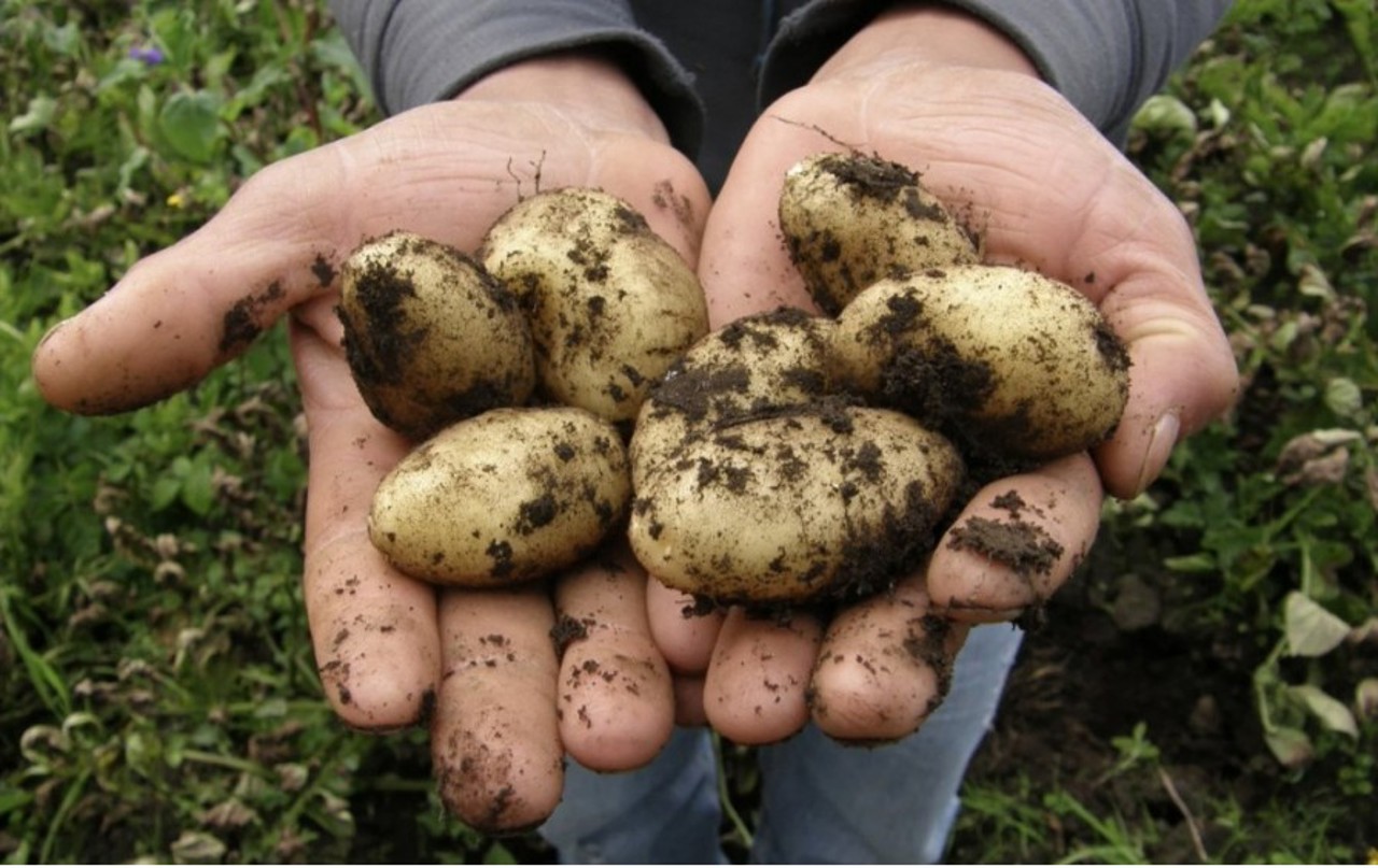De la sapă la tehnică modernă: fermierul din Hâncești care a învățat șapte ani să crească cartofi ecologici