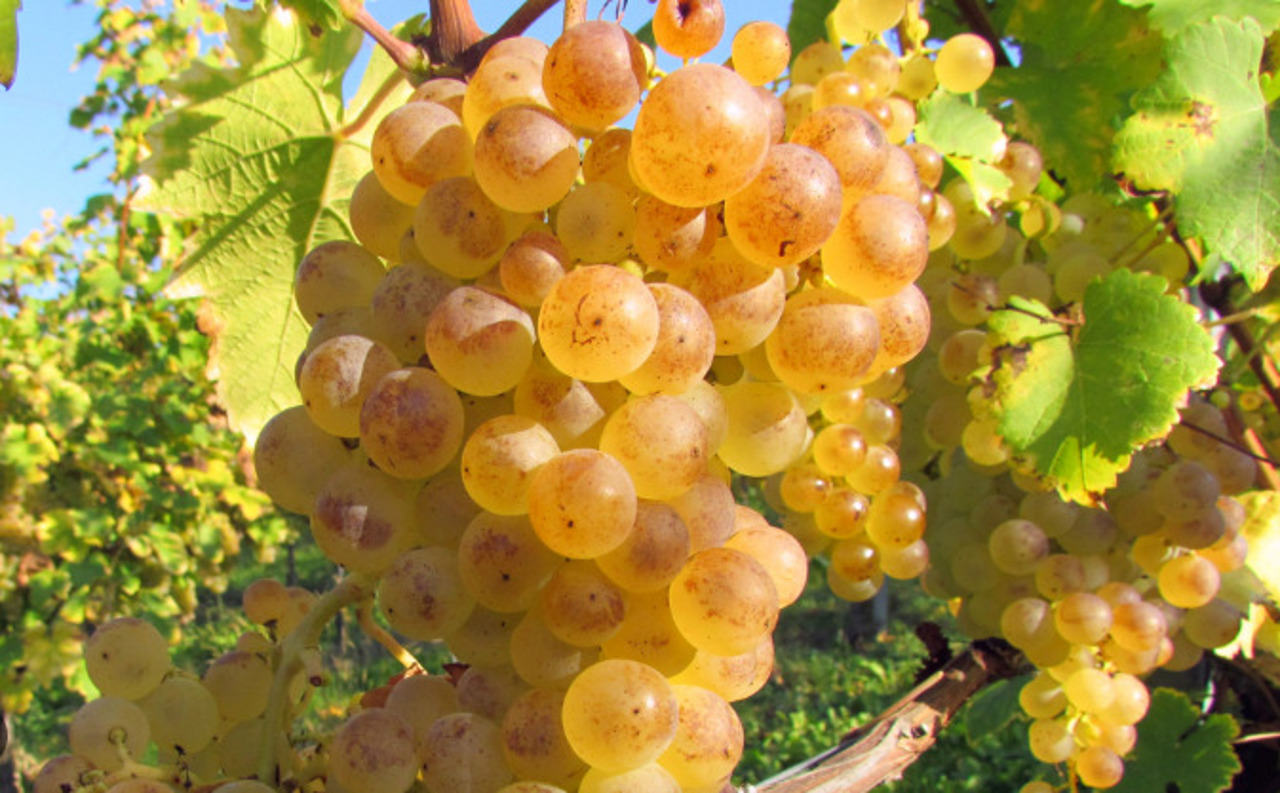 Mai mulți bani pentru soiurile autohtone: Viticultorii vor primi 30.000 de lei în plus pentru plantare