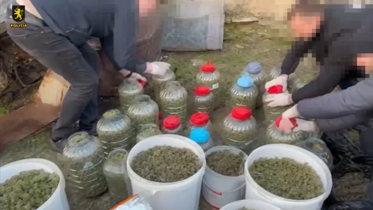 VIDEO | Peste 40 de kilograme de marijuana, ascunse la o fermă din Anenii Noi. Proprietarul, arestat