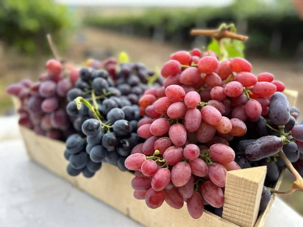  Inovație și parteneriat | Cercetătorii și fermierii cooperează pentru o agricultură mai rezilientă 