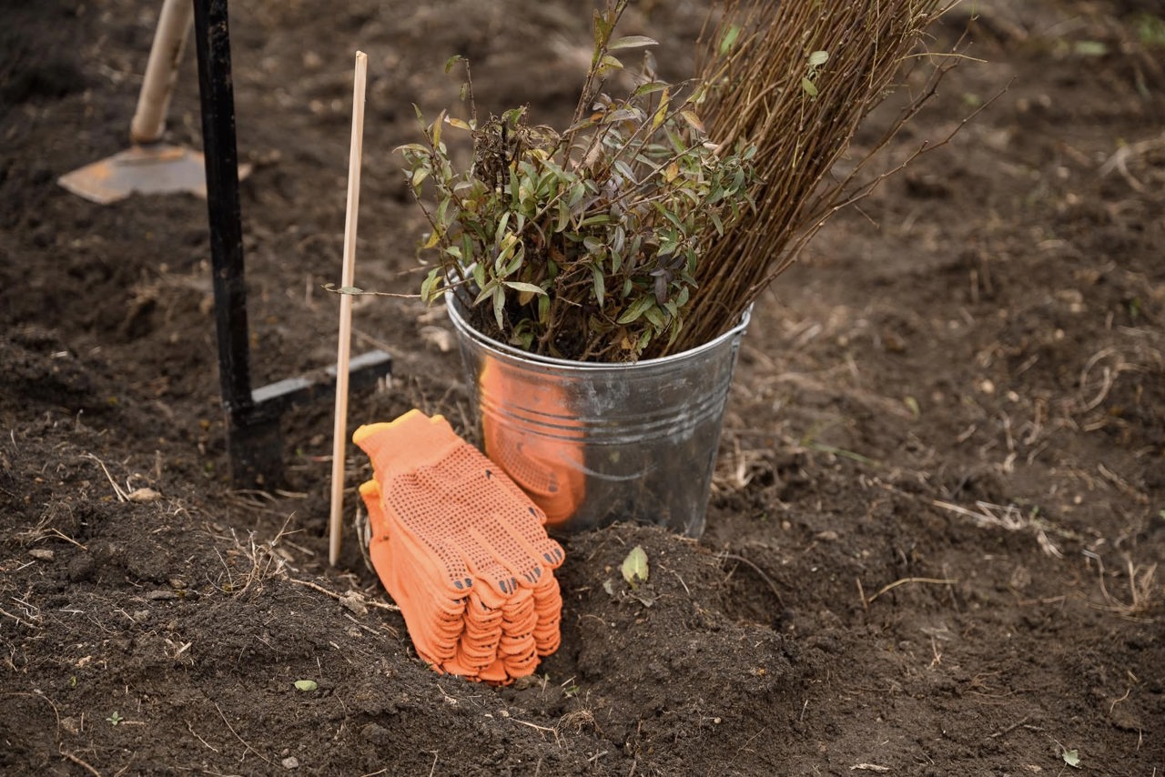 Afforestation campaign: On March 14, citizens of the Republic of Moldova and Romania plant saplings on both banks of the Prut