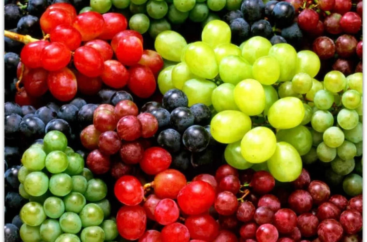 FAO grants 350 thousand dollars of technical assistance for producers of table grapes in the Republic of Moldova