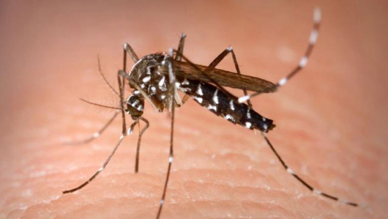 Virusul West Nile circulă în șapte țări europene. ANSP îndeamnă moldovenii să se protejeze în timpul călătoriilor