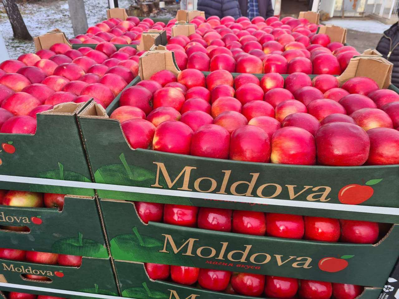 Moldova Exports to EU Boom: Agriculture Leads Growth