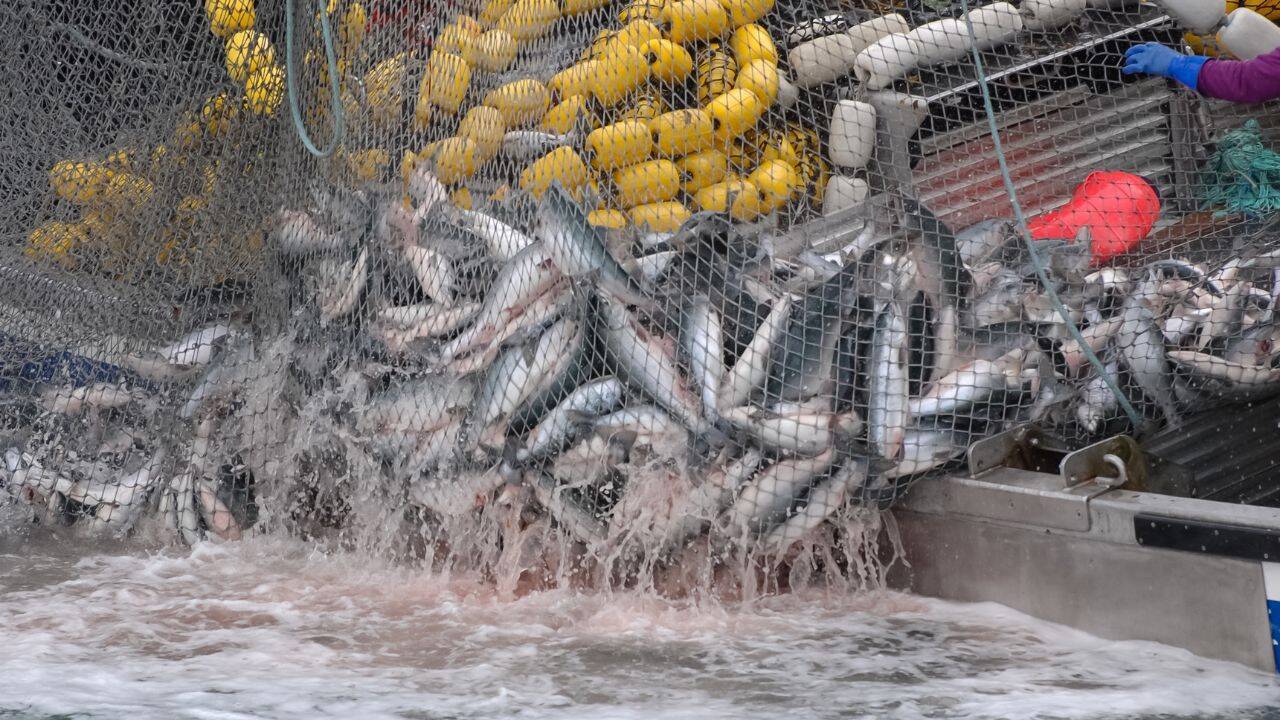 EU integration would boost aquaculture investment in Moldova, fish farmers